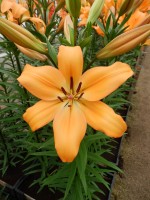 [4054 Indian Diamond JWS No02.JPG]